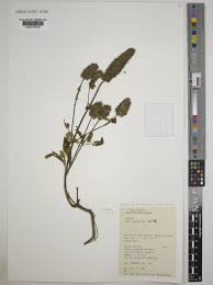 Image result for Cantinoa americana