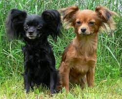 Russian Toy Russkiy Toy Russian Dog Breeds Russian Toy Terrier Dog Breeds