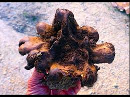 Image result for Scleroderma polyrhizon