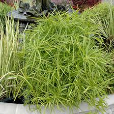 Image result for Cyperus amabilis
