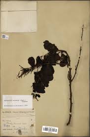 Image result for Actinanthella