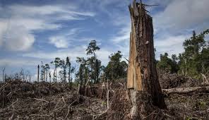 Ministri kehutanan di indonesia sudah mengambil beberapa tindakan untuk mengurangi penebangan hutan. Tolak Penebangan Hutan Liar Bersama Crossbond Lestarikan Alam Lem Kayu