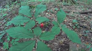 Apr 22, 2020 · because ginseng is happier to grow naturally, as opposed to cultivation, it's important to learn how it mimics its native habitat and conditions if you want to grow it successfully. How To Find Wild Ginseng Plants And How To Idendify Them Youtube