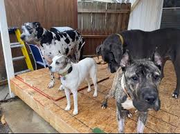 Maybe you would like to learn more about one of these? Ethan The Dog Moves Into Home Of Kentucky Humane Society Employee People Com