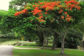 Image result for Acacia