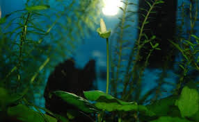 The biggest collection of underwater videos without misleading links. 10 Best Aquatic Plants Freshwater Aquarium Plants