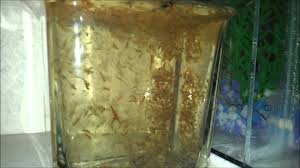 Do you need to change your sea monkey's water? Sea Monkeys Glorious Mess