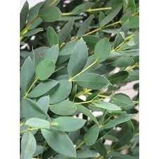 Gunni Eucalyptus Flower Care Flowers Foliage