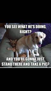 Hehehe Cat Memes Clean Funny Animal Memes Happy Birthday Funny Cats