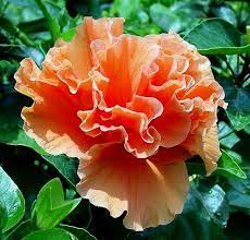 Double Orange Hibiscus Aurora Hibiscus Hibiscus Rosa Sinensis Hibiscus Flowers