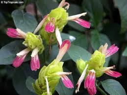 Image result for Justicia sp. A cf. engleriana