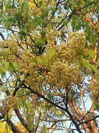 Image result for Dalbergia boehmii