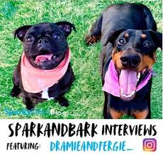 $1,800 for a fully trained service dog. We Interviewed Anna Foster From Fayetteville Arkansas Usa With Her Pets Drama And Fergie A K A Dramieandfergie On Instagram Tell Us About Drama And