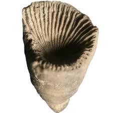 Image result for Streptopetalum