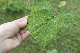 Image result for Calepitrimerus vitis