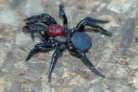 Indoors, they build their webs in undisturbed areas that are not frequented by humans. Sydney Funnel Web Spider The Australian Museum