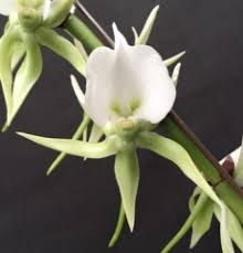 Image result for Angraecum infundibulare