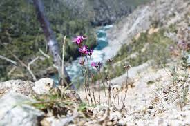 With its ideal weather and reliable water supply — thanks to approximately 155 days of rainfall a year — it is no surprise that the city is covered with greenery and blooming with flowers much of the year. Plants And Wildflowers Of The Illinois River Northwest Rafting Company