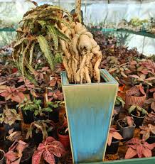 Image result for Euphorbia stenocaulis
