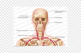 The neurocranium (cranial vault) and the viscerocranium (facial skeleton). Supratrochlear Artery Head And Neck Anatomy Vein Human Body Human Body Anatomy Angle Face Png Pngegg