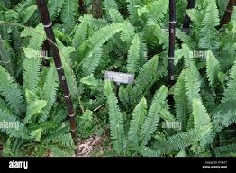 Image result for Arthropteris orientalis