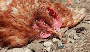 Coccidiose Poule Quels Traitements Pour La Soigner Et L Eviter