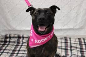 Dogs become hospice when they are unable to be adopted by the public due to severe medical conditions or very. Dogs For Adoption Almost Home Animal Rescue