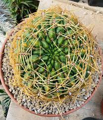 Image result for Albuca sp. no. 1