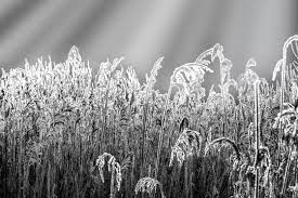 Due to the extraordinary cruelty of the crime and the suspicion that the perpetrator may be a serial killer, the case is interested in the provincial headquarters. Szadz Photos Royalty Free Images Graphics Vectors Videos Adobe Stock