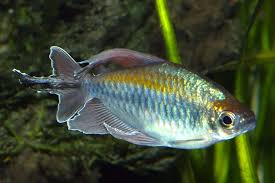 Blaue kongosalmler zählen aufgrund ihrer bunten farbe und ihrer guten anpassungsfähigkeit zu den sehr beliebten aquariumfischen. Phenacogrammus Interruptus Blauer Kongosalmler My Fish Aus Freude An Der Aquaristik