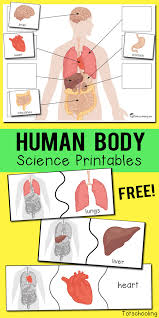 Name a part of the body and brainstorm what students can do with it, create a challenge and have a competition, e.g. Human Body Organs Printables Totschooling Toddler Preschool Kindergarten Educational Printables
