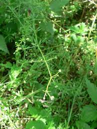 The flower is small with five white petals and forms in clusters on the end of long stems. 7 Types Of Common Weeds Found In Gardens Horticulture