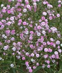Gypsophila Paniculata My Pink Photo Courtesy Of Walters Gardens Gypsophila Spring Hill Nursery Garden
