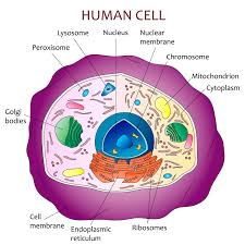 Human Cell Diagram Etsy In 2021 Human Cell Diagram Cell Diagram Human Cell Structure