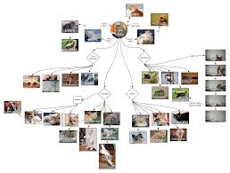 Template Catto Chart Lucidchart