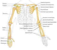 Disposition of rotator cuff muscles diagram. Legs Clipart Skeleton Leg Legs Skeleton Leg Transparent Free For Download On Webstockreview 2021