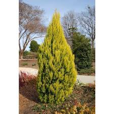 Image result for Cupressus macrocarpa