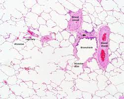 Histology for pathologists, 5th edition, 2019) bronchi and bronchioles up to terminal bronchioles are pure conducting airways, while respiratory bronchioles and alveoli play a role in gas exchange Histology Slides Human Anatomy And Physiology Respiratory