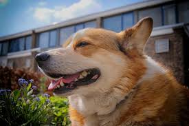 Maybe you would like to learn more about one of these? Do Corgis Have Tails Why Pembrokes Get Their Tails Docked Instacorgi