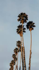 Palms From Santa Cruz Iphone 8 Wallpapers Free Download Download hd iphone wallpapers and backgrounds. palms from santa cruz iphone 8
