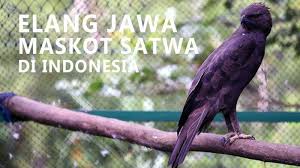 Check spelling or type a new query. Dampak Kegiatan Manusia Terhadap Populasi Elang Jawa Buku Tematik Kelas 4 Sd Tema 9 Halaman 38 46 Halaman All Tribun Pontianak