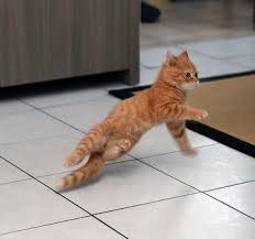 Breakdancing Kitty Lol Dancing Animals Dancing Cat Funny Cat Pictures