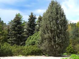 Details 'italica' is a large, vigorous, narrowly. Lombardy Poplar Trees Plant Care Growing Guide