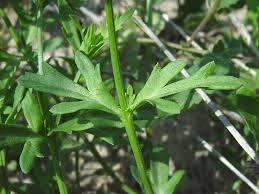 Image result for Menodora heterophylla