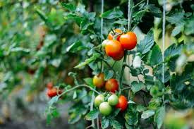 In dieser phase sollen sie eigenständig ein wurzelsystem entwickeln, ohne dass ihnen nährstoffe auf dem. Tomaten Optimal Dungen Tipps Zur Haufigkeit Und Dungerauswahl Heimhelden