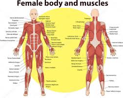 Located immediately below the skin) muscles of the body. Vector Illustration Of Body And Muscles Anatomy Premium Vector In Adobe Illustrator Ai Ai Format Encapsulated Postscript Eps Eps Format