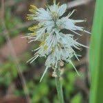 Image result for Chlorophytum africanum