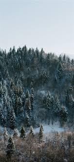 Winter Wonderland Iphone X Wallpaper Tree Winter Forest Nature Winterwonderland Wal Winter Wonderland Wallpaper Iphone Wallpaper Winter Winter Wallpaper