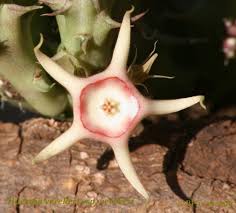 Image result for Huernia verekeri