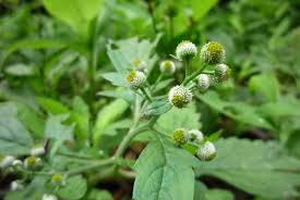 Image result for Dichrocephala